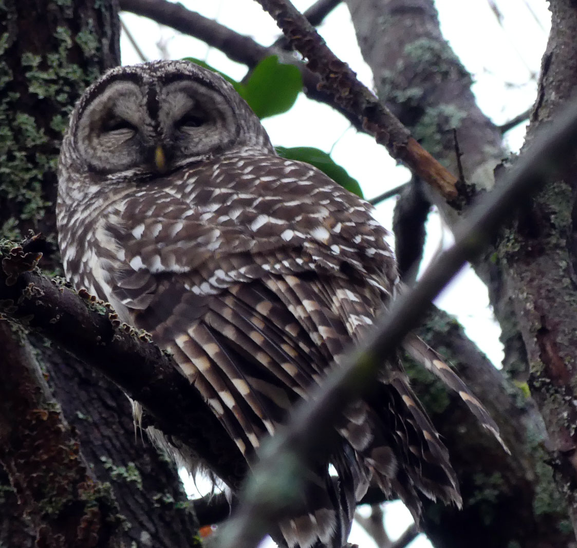 Bardowldec162017
