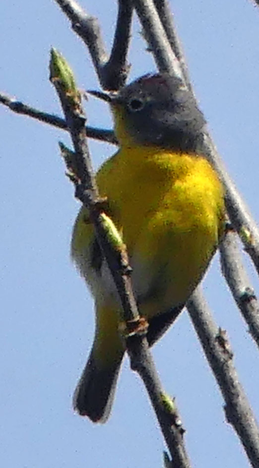 NashvillewarbMay1618