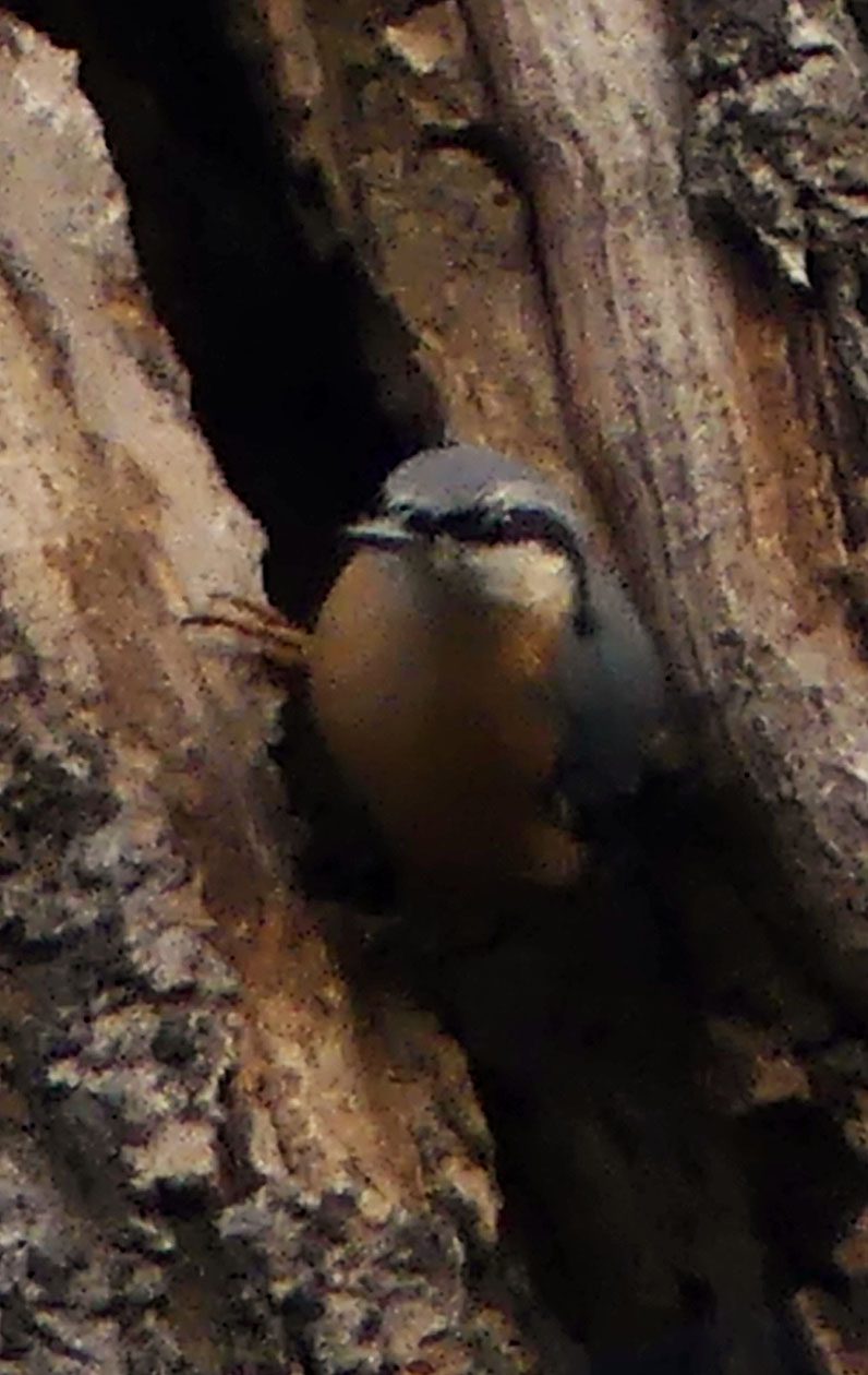 nuthatch20c1818