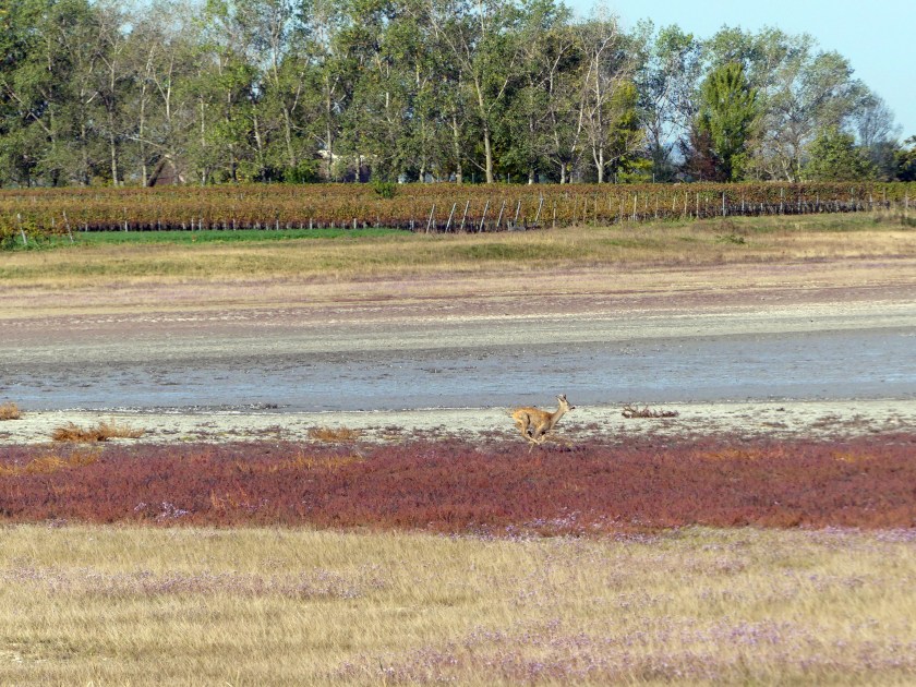 SteppelakewithroeOc418