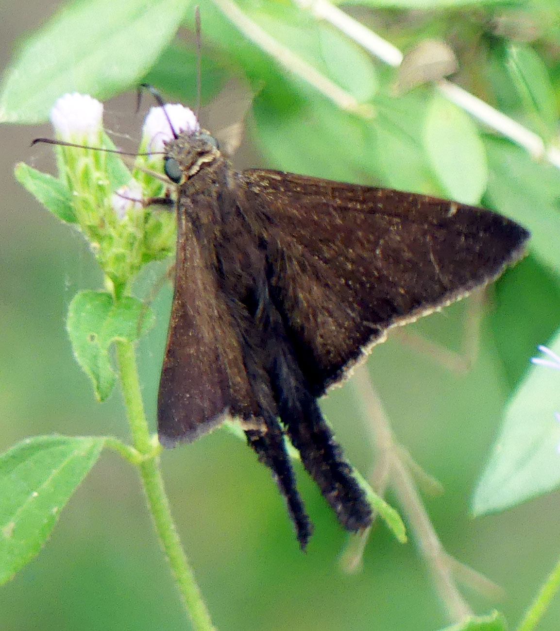 long-tailedskipperde618