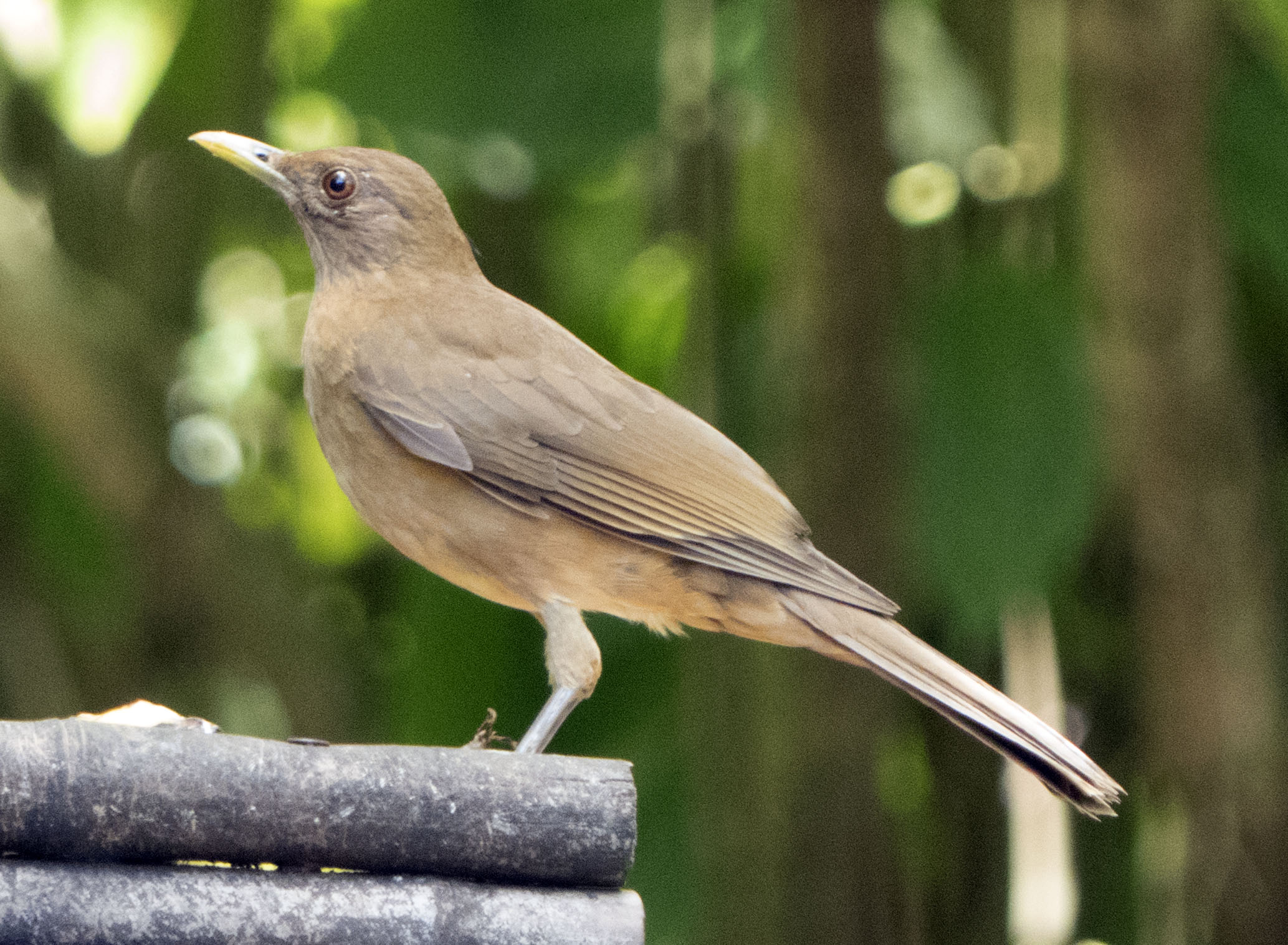 clyclrdthrushmar1319