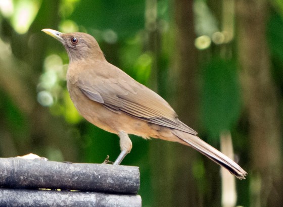 clyclrdthrushmar1319