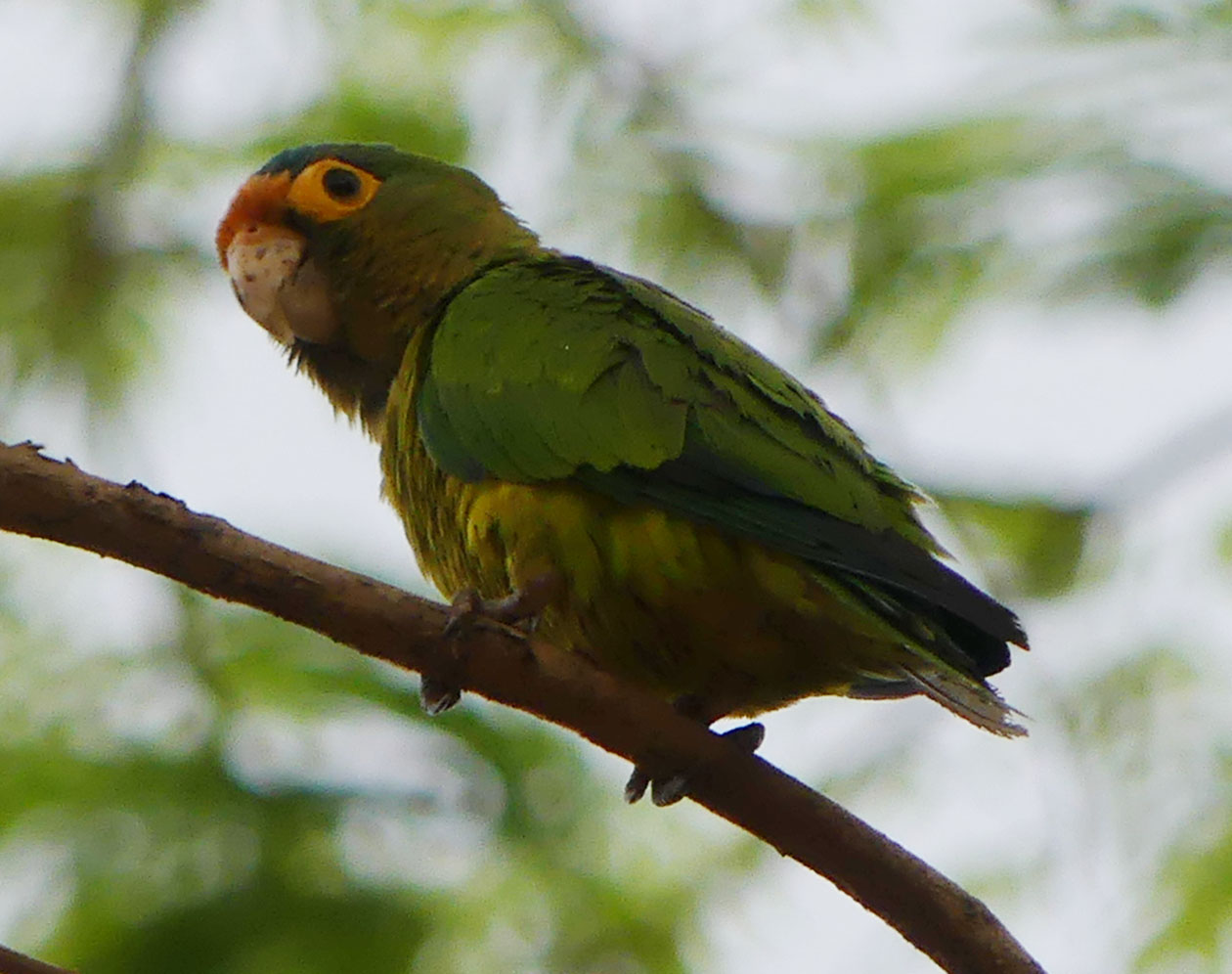 Orngfrontparakeetmar219