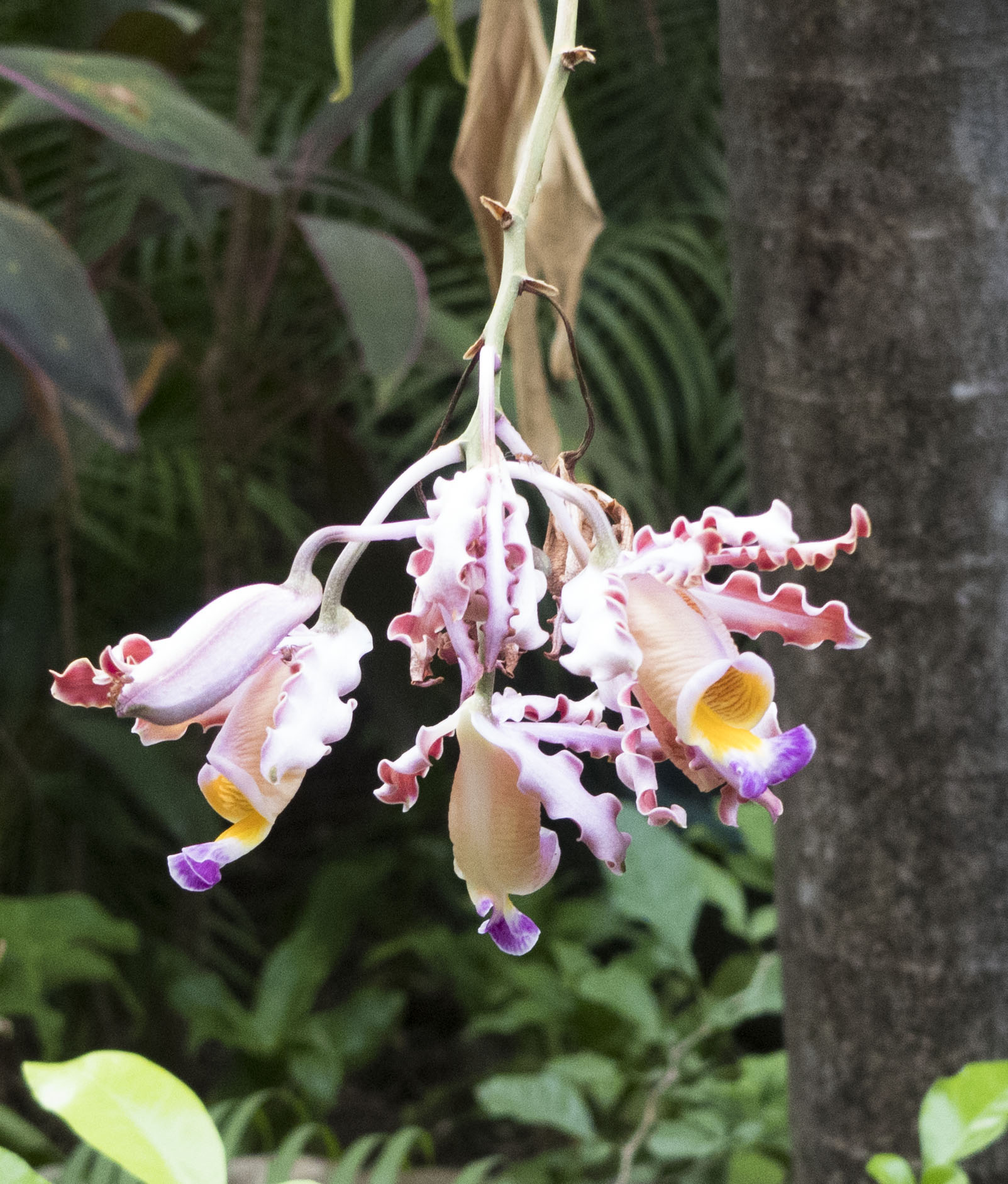 Tamarindoorchsmar319