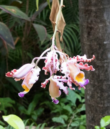 Tamarindoorchsmar319